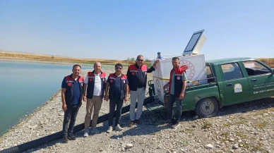 Merzifon’da 2 Gölete 200 Bin Sazan Yavrusu Bırakıldı