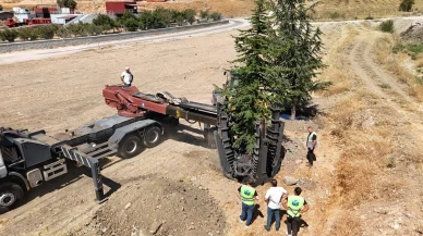 Ravza Parkı’ndaki Ağaçlar Taşındı!