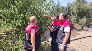 Suluova’da Hünnap Üreticilerine Teknik Destek