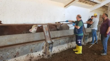 Suluova’da İthal Hayvanlarda Aşılama ve Sağlık Kontrolleri Yapıldı