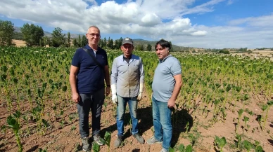 Amasya’da Tütün Tohumu Üretim Sahalarında Kontrol ve İnceleme