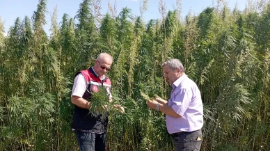 Amasya’da Kenevir Tarlalarına Denetim