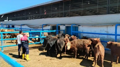 Suluova’da İthal Hayvanlara Sağlık Kontrolü ve Aşı Uygulaması