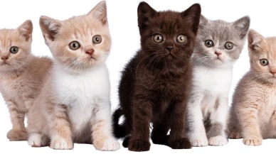 Rüyada Kedi Görmek Ne Demek? İşte Rüya Tabirleri ve Anlamları