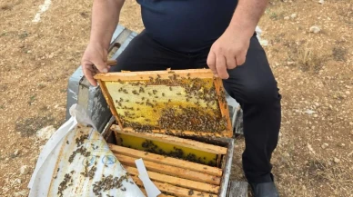Amasya’da Arılı Kovan Destekleme Çalışmaları Başladı