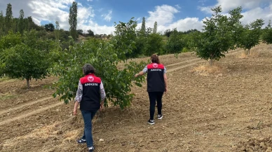 Gümüşhacıköy’de Sertifikalı Fidan Destekli Meyve Bahçeleri Denetlendi