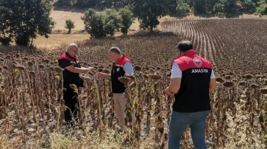 Taşova’da TAKE Projesi Kapsamında Ayçiçeği Hasar Tespit Çalışması