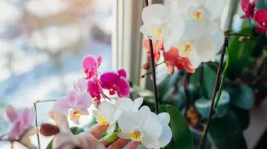 Orkide Bakımında Altın Kurallar: Çiçeğinizi Yıllarca Yaşatmanın Sırrı Ortaya Çıktı