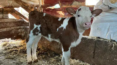 Amasya DSYB’den Hayvancılıkta Genetik Verim Hamlesi