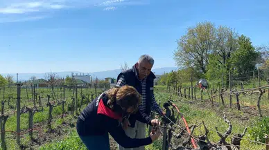 Merzifon İlçe Tarım Müdürlüğü Sahada!