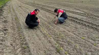 Suluova’da Şeker Pancarı Mesaisi!
