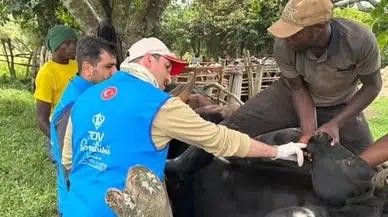 Amasya Müftülüğü Kurbanlık Seçimlerini Sürdürüyor