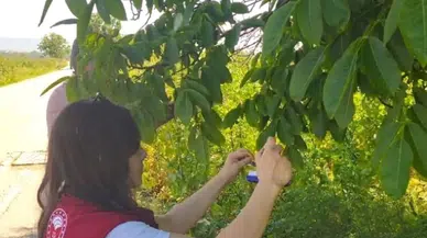 Merzifon’da Kahverengi Kokarca’ya Karşı Samuray Arıcığı Hamlesi!