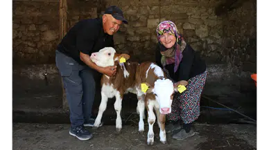 Amasya’da Renkli Hayvancılık Hikayesi