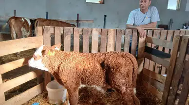 Amasya’da Genetik Kalite Artıyor