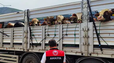 Amasya’da Hayvan Sevkleri Sorunsuz Tamamlandı