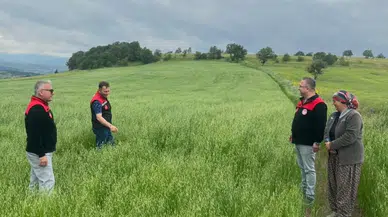 Merzifon'da Yem Bitkisi Denetimleri Sürüyor!