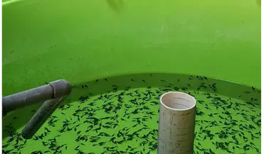 Amasya'dan Tarihi Üretim Rekoru!