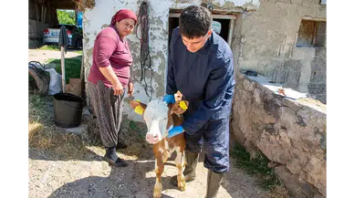 Amasya'da Hayvancılıkta Kayıt Sistemi Güçleniyor