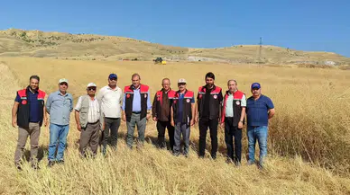 Merzifon'da Dekarda 400 Kilo Verim!