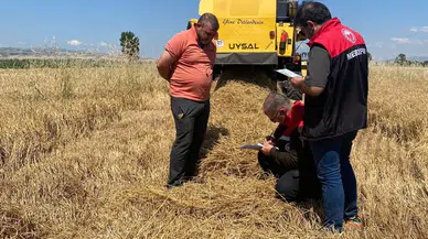Merzifon'da Hasatta Kayıpların Önüne Geçiliyor