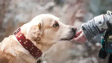 Rüyada Köpek Beslemek Ne Anlama Gelir? Rüya Tabirinde Dikkat Çeken Yorum
