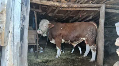 Amasya DSYB Üretim İçin 1.850 Rakımda Görev Başında