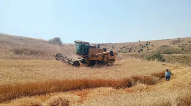 Merzifon’da Hasat Denetimi