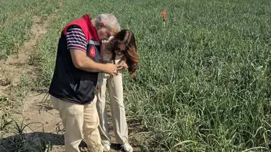 Merzifon’da Soğan Tarlaları Mercek Altında!