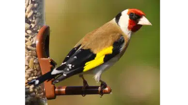 Rüyada Saka Kuşu Görmek Ne Anlama Gelir? Bu Rüya Beklenmedik Bir Haberin İşareti Olabilir!