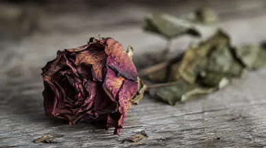 Rüyada Solmuş Çiçek Görmek Ne Anlama Gelir? İşte Merak Edilen Rüya