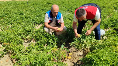 Gümüşhacıköy’de Patates Tarlalarında Bitki Sağlığı Denetimi Gerçekleştirildi