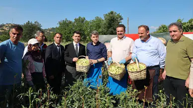 Amasya’nın Altın Değerindeki Bamyasında Hasat