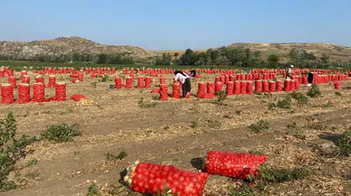 Amasya'da Patates, Soğan ve Cevizde İyi Tarım Denetimi