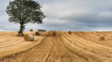 Amasya’da Toprak Servet Değerinde!