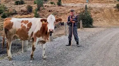 Amasya Hayvancılığında 14 Bin 514 Uygulama