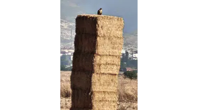 Saman Değil, Doğal Güvenlik Kulübesi!