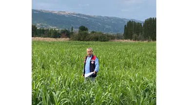 Amasya’da 460 Dekarlık Alanda Hasat Başladı