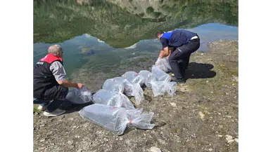 Amasya Göletlerine 200 Bin Sazan Yavrusu