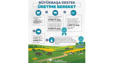 Büyükbaş Desteğinde Rekor Artış