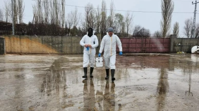 Suluova’da İthal Hayvanlara Sağlık Taraması