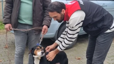 Hamamözü’nde Köpeklere Mikroçip Uygulaması Yapıldı