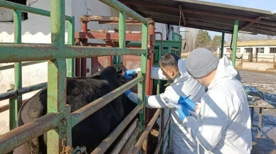 Suluova’da İthal Danalara Sağlık Taraması