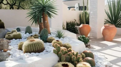 Kaktüs Evde Nereye Konulmalı? Doğru Yerleşimle Hem Şık Hem Sağlıklı