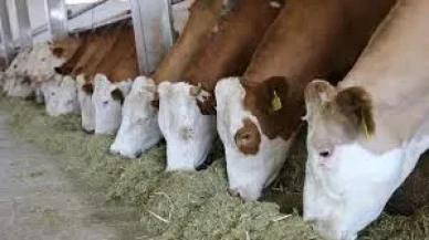 Besicilere Müjde! 2025 Besilik Erkek Sığır Desteği Başvuruları Açıldı