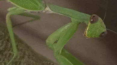 Çiftçi Dostu: Peygamberdevesi