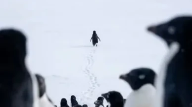 Kuralları Bozan Penguen Neden Hepimizi Sarstı?
