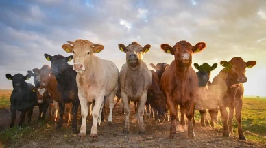 Besicilere Duyuru: Başvurular Başladı
