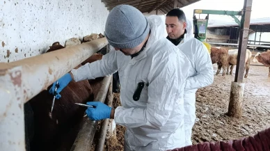 Suluova’da İthal Sığırlara Sağlık Taraması