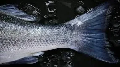 Balık Rüyası Kısmet mi, Haber mi?